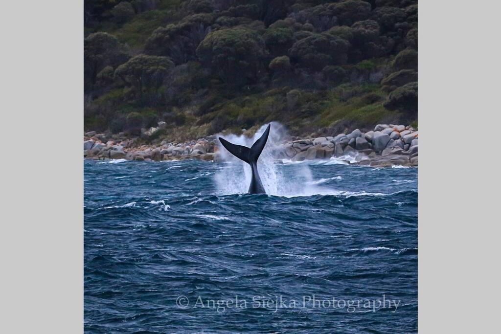 The Tin Shed Couples Accommodation At Bay Of Fires Binalong Bay Exteriér fotografie